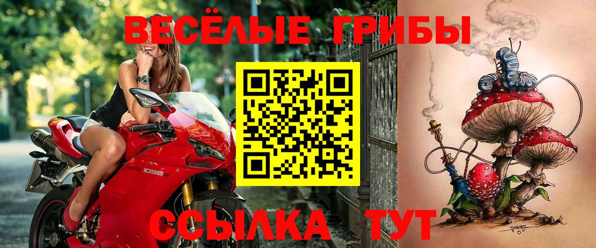 Псилоцибиновые грибы Psilocybe Красноуфимск